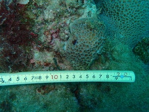 Gardineroseris planulata