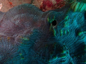Echinophyllia sp.