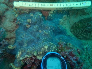 Echinophyllia sp.