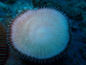 Fungia fungites