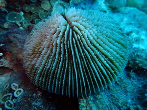 Fungia fungites