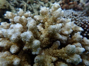 Isopora brueggemanni