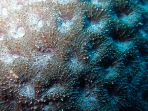 Acanthastrea sp.