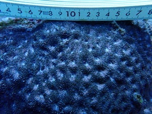 Acanthastrea sp.