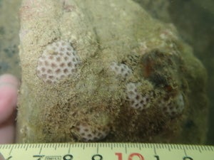 Pseudosiderastrea tayamai