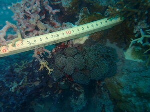 Fimbriaphyllia paraancora