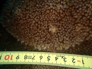 Bernardpora stutchburyi