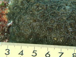 Micromussa amakusensis