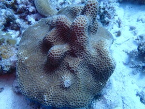 Coeloseris mayeri