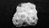 Acanthastrea echinata