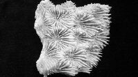 Acanthastrea sp