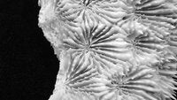 Acanthastrea sp