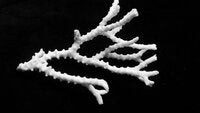 Anacropora matthaii