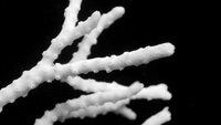Anacropora matthaii