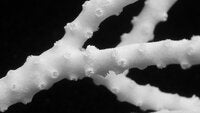 Anacropora matthaii