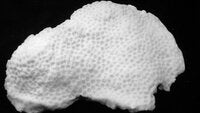 Bernardpora stutchburyi