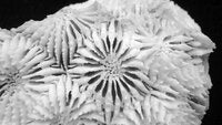 Diploastrea heliopora