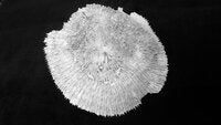Echinophyllia aspera