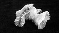 Euphyllia glabrescens