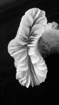 Euphyllia glabrescens
