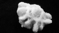 Favites halicora