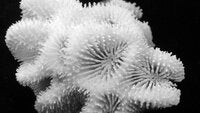Favites halicora