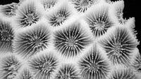 Favites halicora