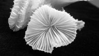 Fimbriaphyllia paradivisa
