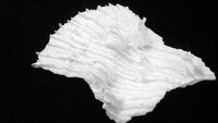 Mycedium elephantotus