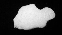 Pavona decussata