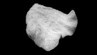 Pavona decussata