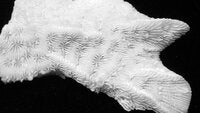Pavona decussata