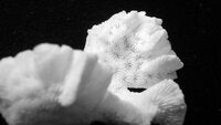 Pavona frondifera