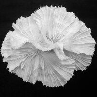 Physophyllia ayleni