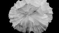 Physophyllia ayleni