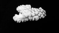 Pocillopora verrucosa
