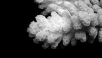 Pocillopora verrucosa