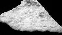 Porites horizontalata