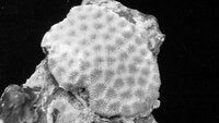 Pseudosiderastrea tayamai