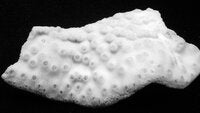 Turbinaria mesenterina