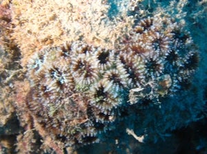 Dipsastraea cf. pallida