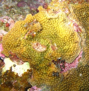 Cyphastrea chalcidicum