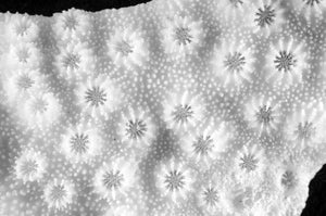 Cyphastrea chalcidicum