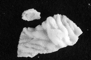 Merulina ampliata