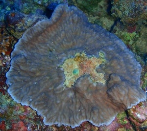 Merulina ampliata