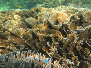 Urazaki Offshore
