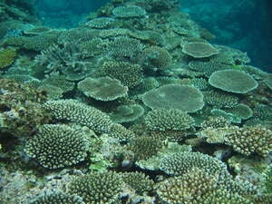 Tokomasari reef