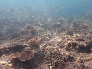Ukaha iwa west
