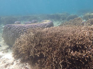 Maedamisaki west reef large