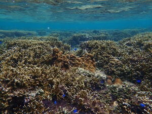 Onna villege Akasaki west reef